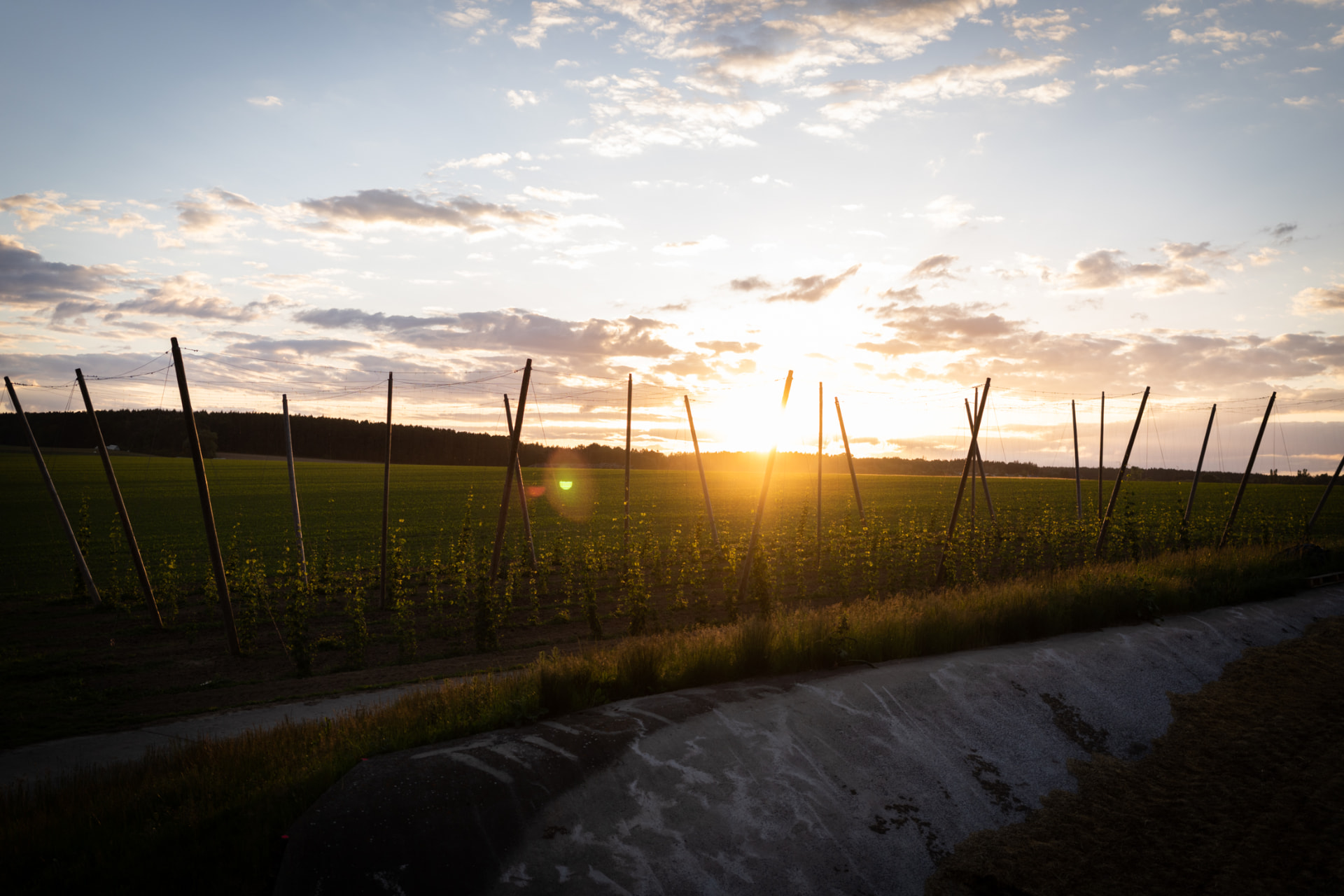 Obora’s hop field in South Bohemia